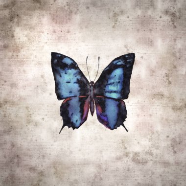 Baeotus aelius, Amazon Kelebeği renkli mürekkep ile süslü eski kağıt arka plan. 