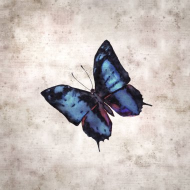 Baeotus aelius, Amazon Kelebeği renkli mürekkep ile süslü eski kağıt arka plan. 