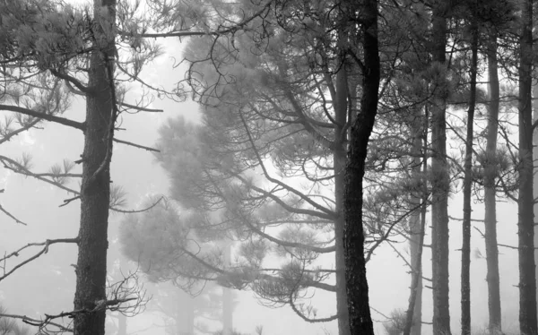 Flora Gran Canarii Pinus Canariensis Ognioodporna Sosna Kanaryjska Zdolna Rekonwalescencji — Zdjęcie stockowe