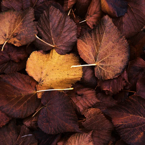 Флора Гран Канария Липа Интродуцирует Виды Опавшие Осенние Лаванды Натуральный — стоковое фото