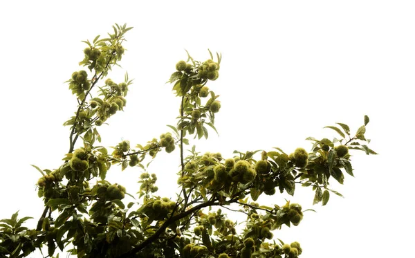 グラン カナリアの花 カスタネアのサティバ 甘い栗 導入種 白に隔離された — ストック写真
