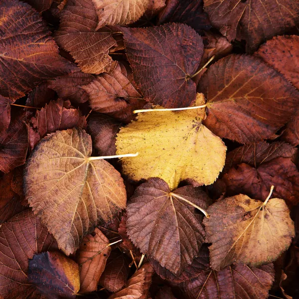 Flora Gran Canarii Lipa Wprowadza Gatunki Opadłe Jesienne Lawy Naturalne — Zdjęcie stockowe