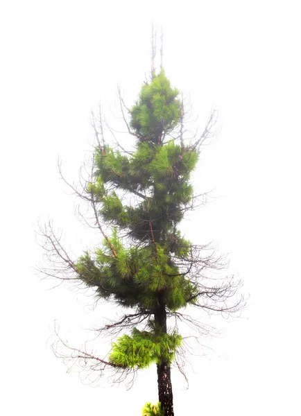 Flora Gran Canaria Pinus Canariensis Tűzálló Kanári Fenyő Amely Futótűz — Stock Fotó