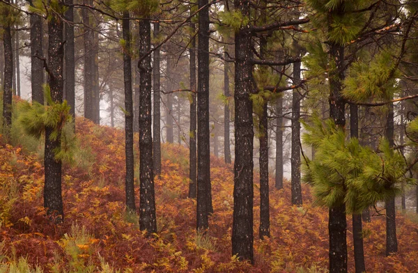 Flora Gran Canarii Pinus Canariensis Ognioodporna Sosna Kanaryjska Zdolna Rekonwalescencji — Zdjęcie stockowe