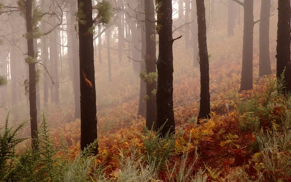 Flora Gran Canarii Pinus Canariensis Ognioodporna Sosna Kanaryjska Zdolna Rekonwalescencji — Zdjęcie stockowe