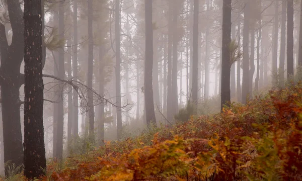 Flora Gran Canarii Pinus Canariensis Ognioodporna Sosna Kanaryjska Zdolna Rekonwalescencji — Zdjęcie stockowe