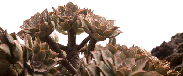 Flora Gran Canaria Aeonium Percarneum Planta Suculenta Endémica Isla Aislada — Foto de Stock