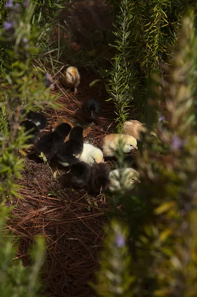 Pollo Recién Nacido Escondido Romero Cruz Tejeda Gran Canaria Tiene — Foto de Stock