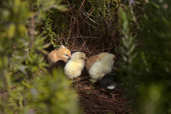 Pollo Recién Nacido Escondido Romero Cruz Tejeda Gran Canaria Tiene — Foto de Stock