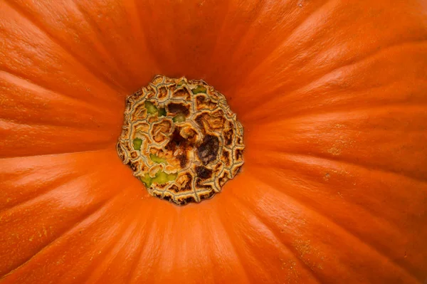 Halloween Canvas Orange Pumpkin Skin Natural Macro Food Background — Stock Photo, Image