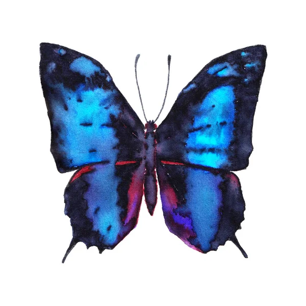 Baeotus Aelius Amazon Kelebeği Beyaz Arka Planda Renkli Mürekkep — Stok fotoğraf