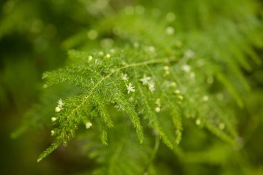 Gran Canaria 'lı Flora - Kuşkonmaz setaceus, yaygın olarak kuşkonmaz eğreltiotu olarak bilinir, Kanarya Adaları' ndaki bahçe kaçışı, doğal makro çiçek arka planı