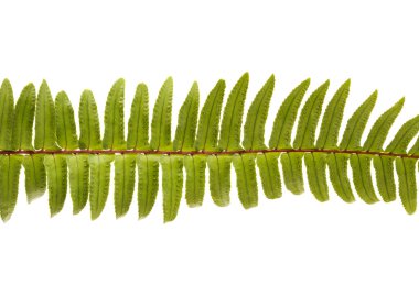 Yeşil eğreltiotu yaprakları ve beyaz arka planda izole edilmiş sori adı verilen spor kümeleri.