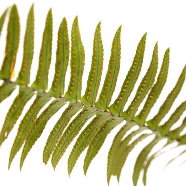 Yeşil eğreltiotu yaprakları ve beyaz arka planda izole edilmiş sori adı verilen spor kümeleri.