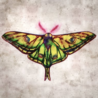 Graelsia isabellae, İspanyol ay güvesi renginde. 