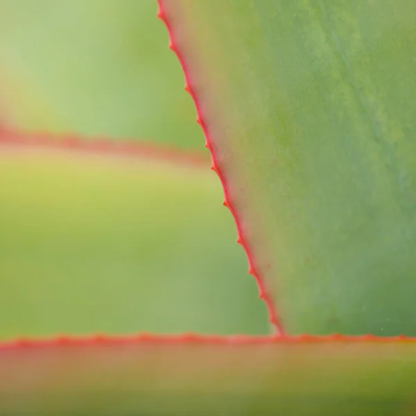Aloe Speciosa Aka Cabeza Inclinada Aloe Hojas Suculentas Con Bordes —  Fotos de Stock