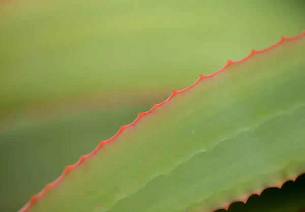 Aloe Speciosa อใบว านหางจระเข วเอ ยงท ขอบส แดง นหล งดอกไม — ภาพถ่ายสต็อก