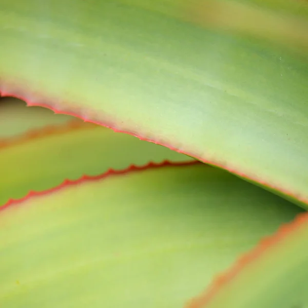 Aloe Speciosa Aka Tilt Head Aloe Folhas Suculentas Com Bordas — Fotografia de Stock