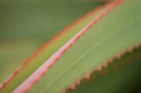 Aloe Speciosa Aka Cabeza Inclinada Aloe Hojas Suculentas Con Bordes —  Fotos de Stock