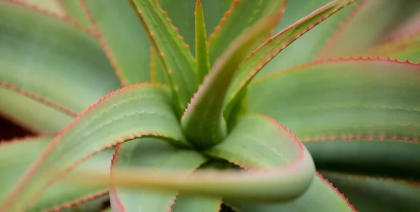 Aloe Speciosa Más Néven Billenőfejű Aloe Zamatos Levelek Vörös Szélekkel — Stock Fotó
