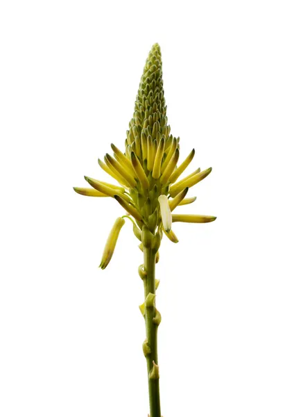 Variedad Aloe Arborescens Color Amarillo Verdoso Pálido Aloe Candelabro Aislado — Foto de Stock