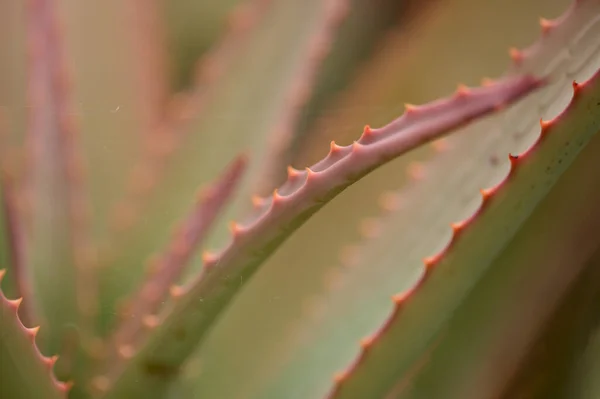 Aloe Speciosa Alias Aloès Tête Inclinée Feuilles Succulentes Aux Bords — Photo