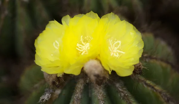 Světle Žluté Květy Bezpáteřní Formy Echinocactus Grusonii Zlatý Sud Kaktus — Stock fotografie