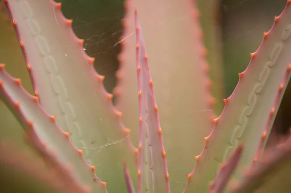 Aloe Speciosa Aka Náklon Hlava Aloe Šťavnaté Listy Červenými Okraji — Stock fotografie