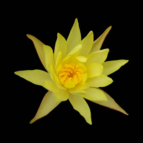 Fundo Floral Macro Natural Com Floração Amarelo Waterlily — Fotografia de Stock