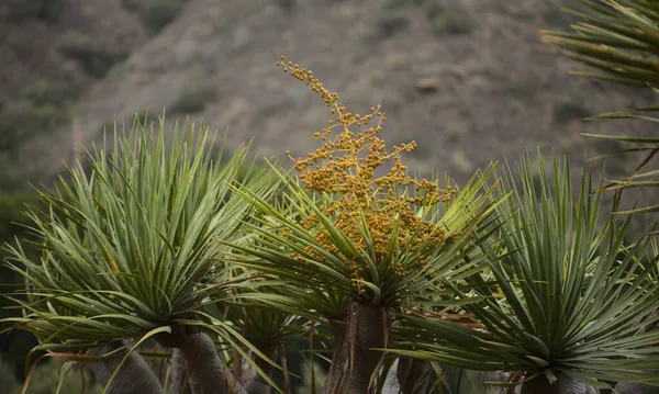 Flora Gran Canaria Dracaena Draco Árvore Dragão Das Ilhas Canárias — Fotografia de Stock