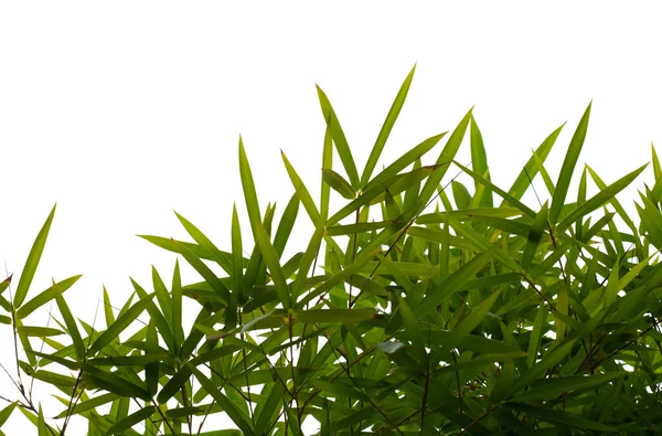 Bamboe Plant Bladeren Geïsoleerd Witte Achtergrond — Stockfoto