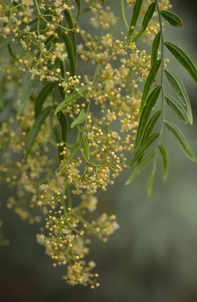 Bloeiende Takken Van Roze Peperboom Schinus Molle Geïntroduceerd Soorten Canarische — Stockfoto