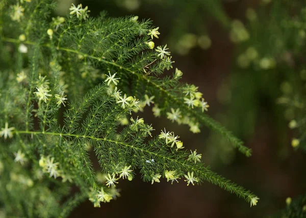 Flora Gran Canarii Szparagi Setaceus Powszechnie Znana Jako Paproć Szparagowa — Zdjęcie stockowe