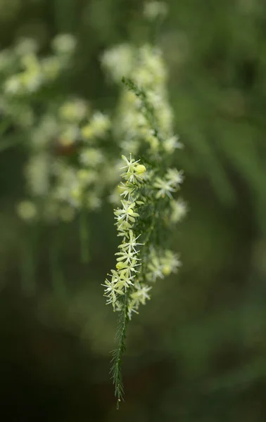 Flora Gran Canaria Espargos Setaceus Vulgarmente Conhecido Como Samambaia Comum — Fotografia de Stock