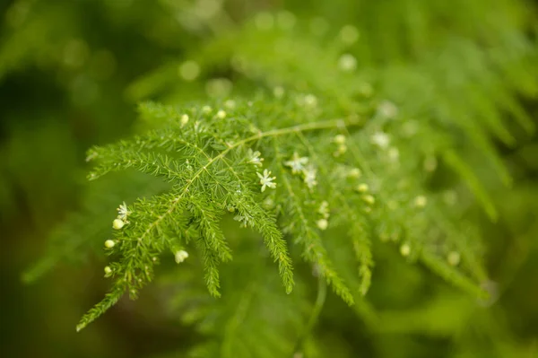 グラン カナリアの花 一般的に一般的なアスパラガスのシダ カナリア諸島の庭の脱出 自然のマクロの花の背景として知られているアスパラガスのセタセウス — ストック写真