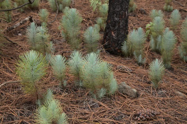 Flora Gran Canaria Pinus Canariensis Eldbeständig Kanarisk Tall Kunna Återhämta — Stockfoto