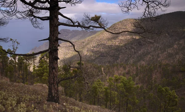 Gran Canaria Landschaft Des Zentralen Gebirgigen Teils Der Insel Las — Stockfoto