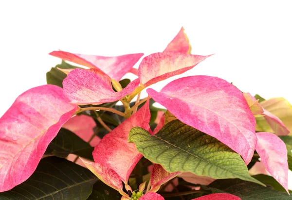 ピンク ポインセチア ユーフォルビア プルカリマまたはイースターの花 — ストック写真
