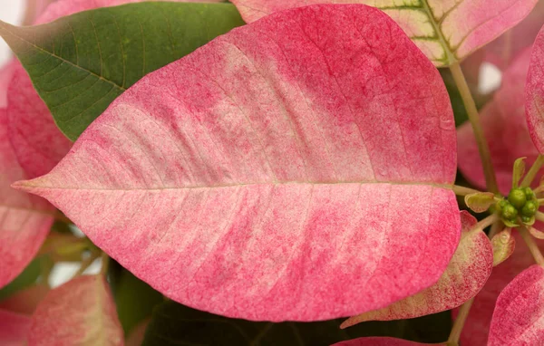 Pink Poinsettia Euphorbia Pulcherrima Nebo Velikonoční Květ — Stock fotografie