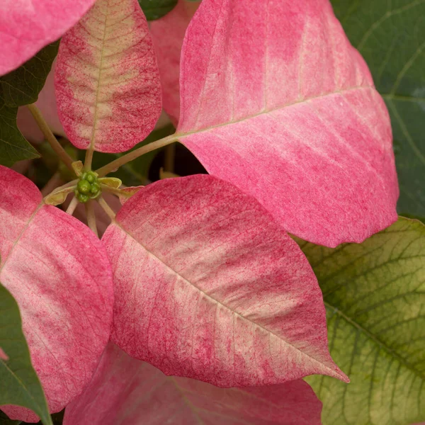 Pink Poinsettia Euphorbia Pulcherrima Nebo Velikonoční Květ — Stock fotografie