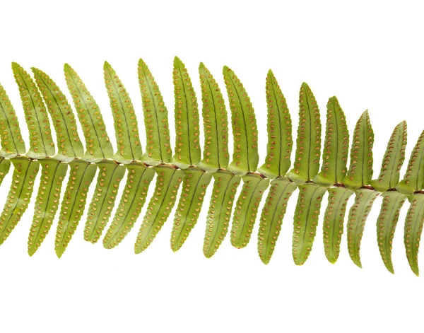 Green Fresh Frond Fern Spore Clusters Called Sori Isolated White — Stock Photo, Image