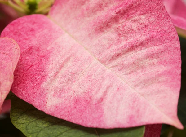 Poinsettia Rosa Euphorbia Pulcherrima Flor Pascua — Foto de Stock