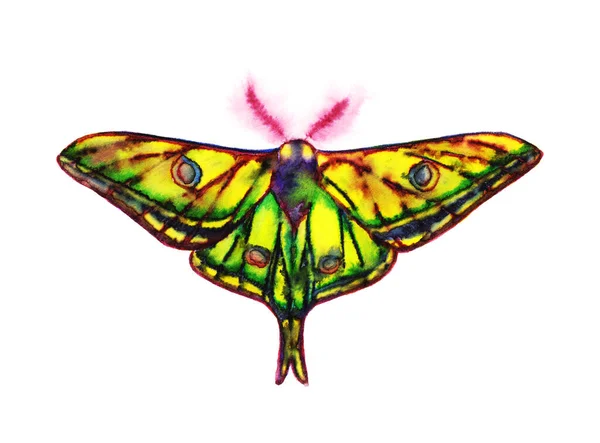 Graellsia Isabellae Spanish Moon Moth Color Ink White Background — Stock Photo, Image