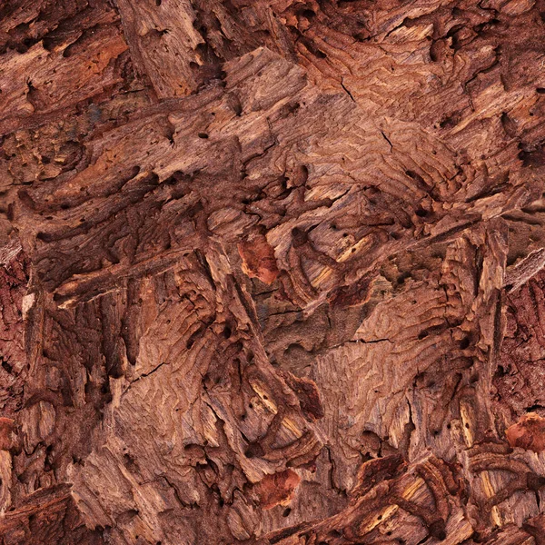 Nutural Decay Background Canary Pine Barkdamaged Wildfire Consequently Bark Beetle — Stock Photo, Image