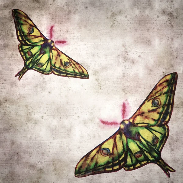 Stylish Textured Old Paper Background Graellsia Isabellae Spanish Moon Moth — Stock Photo, Image