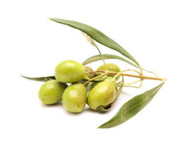 Gran Kanarya Tarım - küçük zeytin dalları Olea europaea Tirajana belediyelerinden, beyaz üzerine izole 