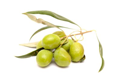 Gran Kanarya Tarım - küçük zeytin dalları Olea europaea Tirajana belediyelerinden, beyaz üzerine izole 