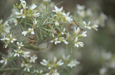 Gran Canaria 'dan Flora - çiçek açan Parolinia filigran, adaya özgü, doğal makro çiçekli arka plan