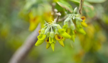 Gran Canaria 'lı Flora - Anagyris latifolia' nın sarı çiçekleri, oro de risco veya uçurum altını, Kanarya Adalarına özgü baklagiller, adanın doğal makro çiçekli arka planında neredeyse soyu tükenmek üzere.