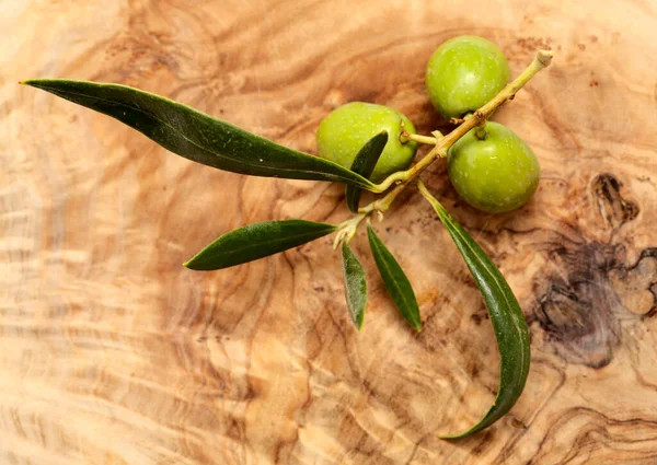 Agriculture Gran Canaria Small Twigs Olive Tree Olea Europaea Tirajana — Stock Photo, Image
